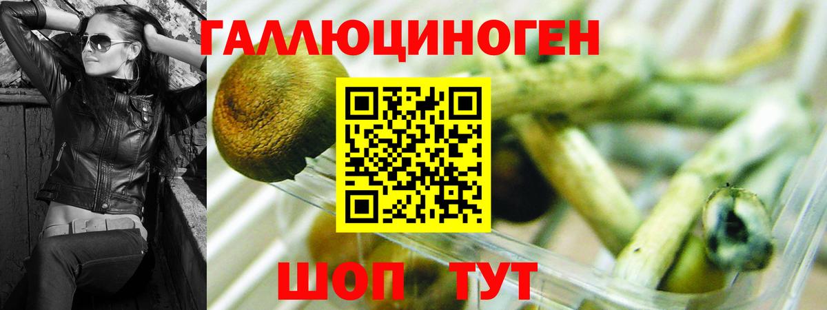 Дальнегорск  Псилоцибиновые грибы GOLDEN TEACHER  Галлюциногенные грибы Magic Shrooms  Вход с VPN 